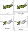 Caterpillar Nomenclature 3-Part Cards - Montessori Print Shop