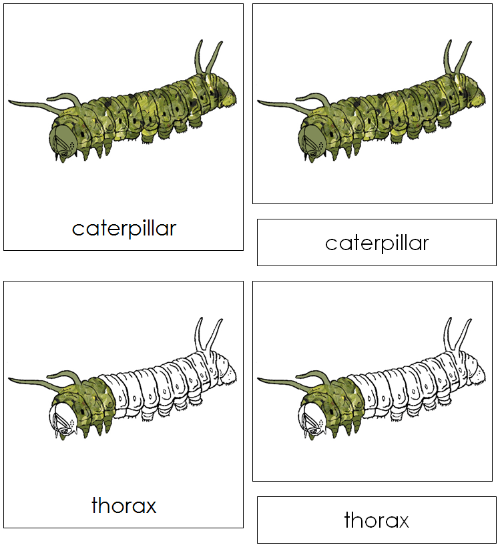 Caterpillar Nomenclature Cards - Montessori Print Shop
