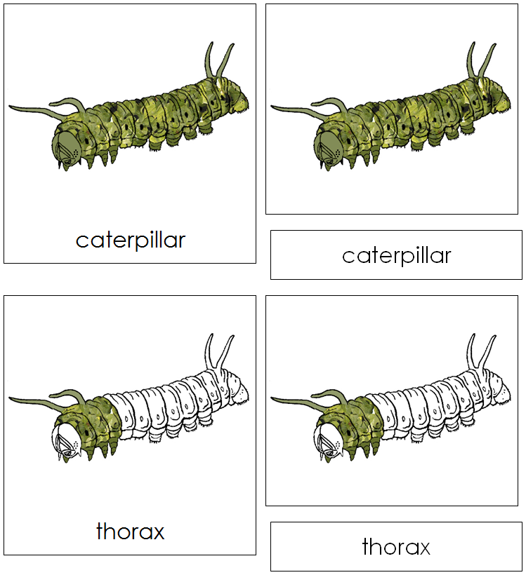 Parts of a Caterpillar Nomenclature 3-Part Cards - Montessori Print Shop Digital Download