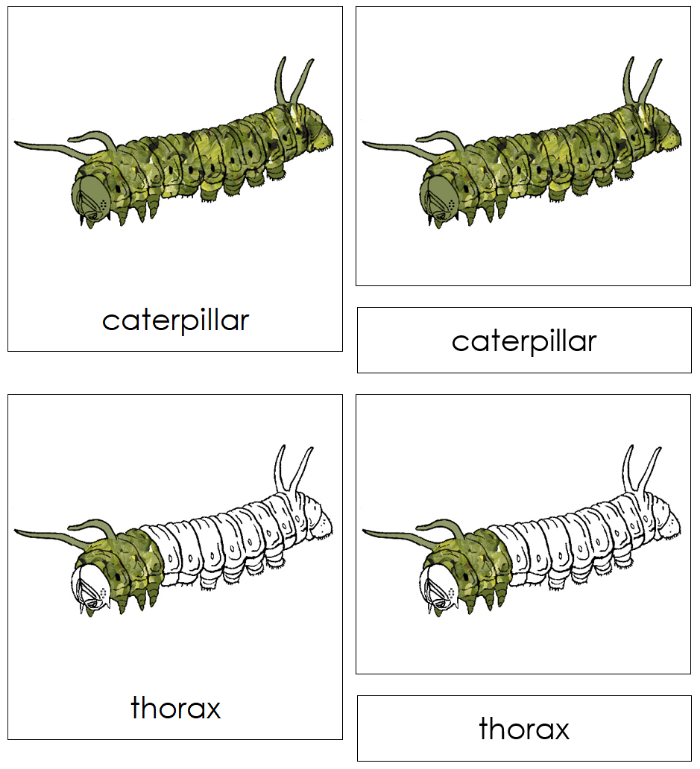 Parts of a Caterpillar Nomenclature Cards - Montessori Print Shop Digital Download