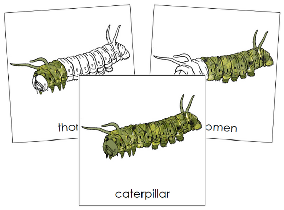Parts of a Caterpillar 3-Part Nomenclature Cards - Montessori Print Shop Digital Download