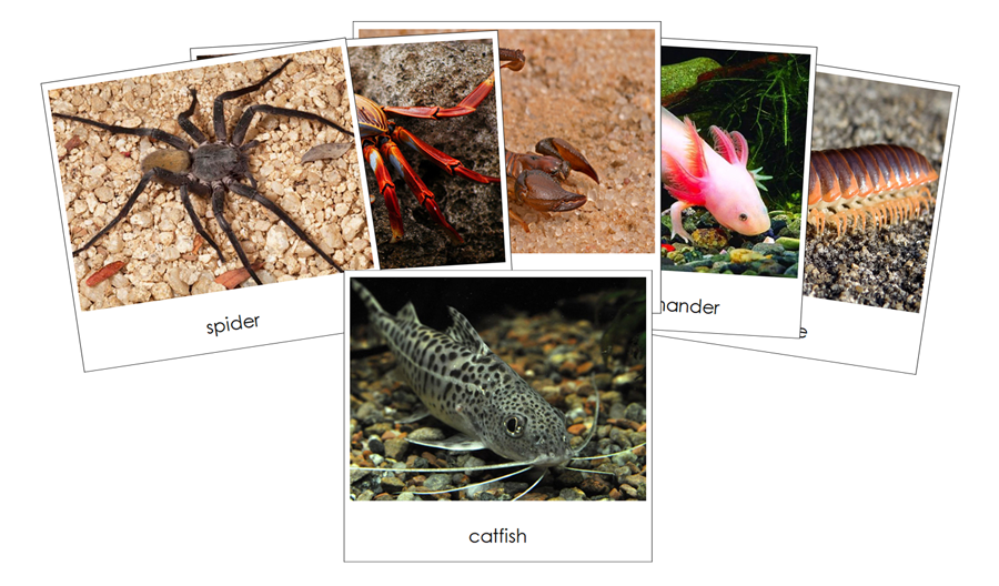 Cave Dwellers Safari Toob Cards - Montessori Print Shop Digital Download
