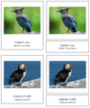 Canadian Provincial Birds - Montessori Print Shop