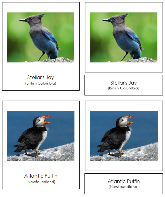 Canadian Provincial Birds - Montessori geography cards