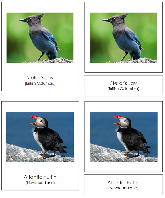 Provincial & Territorial Birds of Canada 3-Part Cards - Montessori Print Shop Digital Download