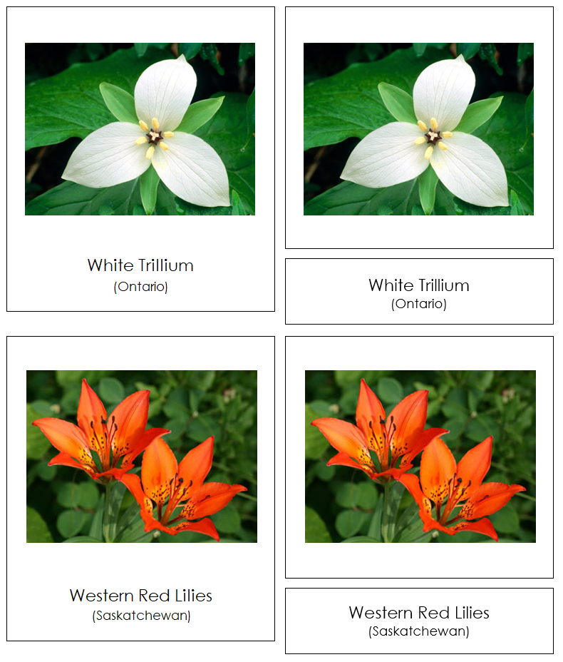 Flowers of Canada 3-Part Cards - Montessori Print Shop Digital Download