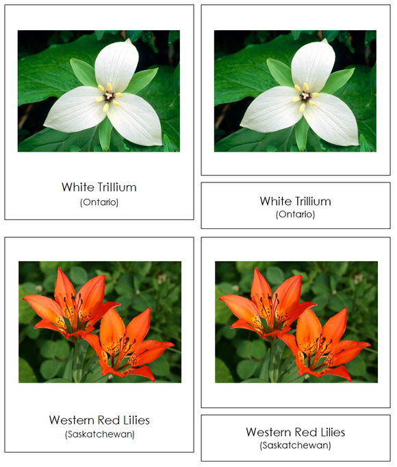 Flowers of Canada 3-Part Cards - Montessori Print Shop Digital Download