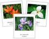 Canadian Provincial Flowers - Montessori continent cards