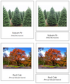 Canadian Provincial Trees - montessori Print Shop