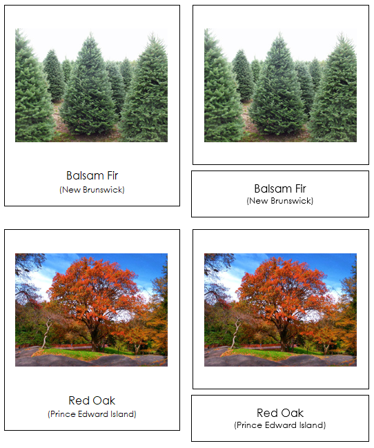 Canadian Provincial Trees - Montessori continent cards