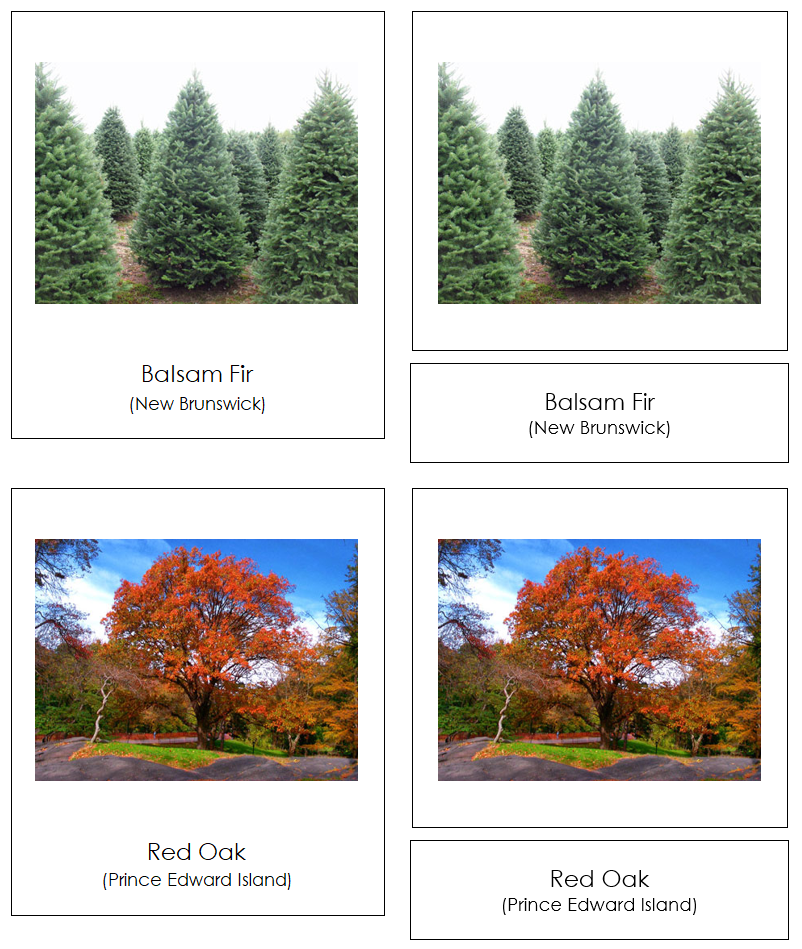 Provincial & Territorial Trees of Canada 3-Part Cards - Montessori Print Shop Digital Download