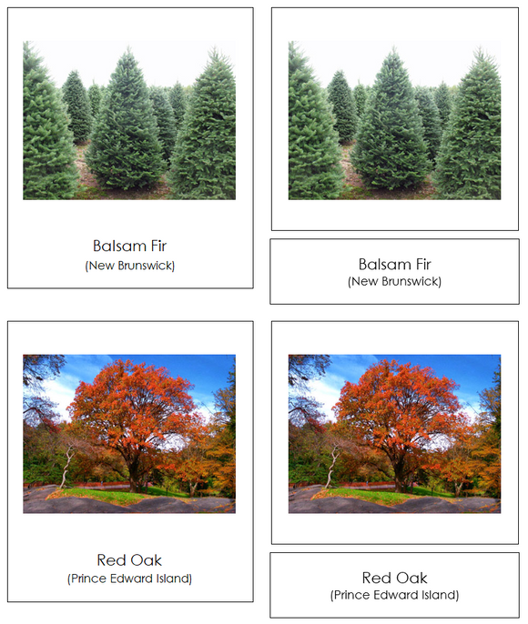 Provincial & Territorial Trees of Canada 3-Part Cards - Montessori Print Shop Digital Download