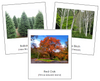 Canadian Provincial Trees - Montessori continent cards