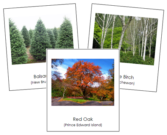 Canadian Provincial Trees - Montessori continent cards