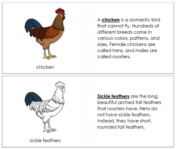 Chicken Nomenclature Book - Montessori Print Shop Digital Download