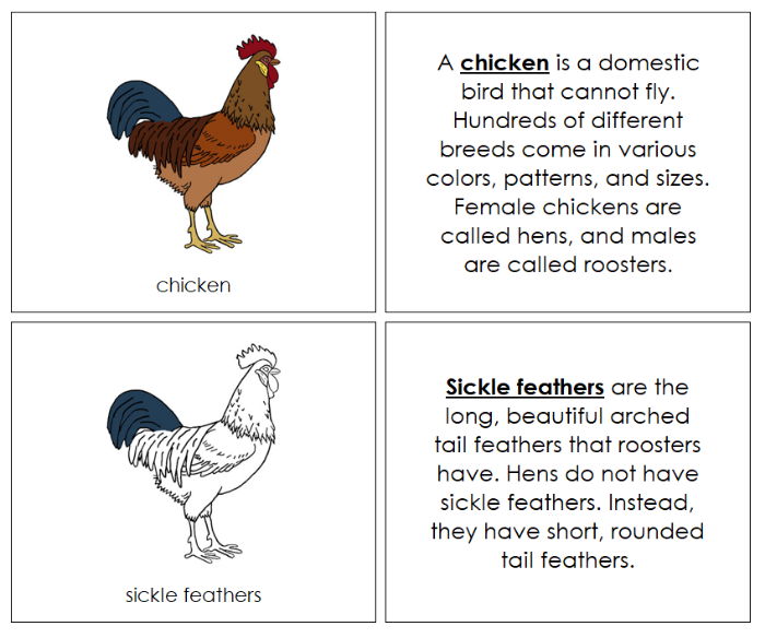 Chicken Nomenclature Book - Montessori Print Shop Digital Download