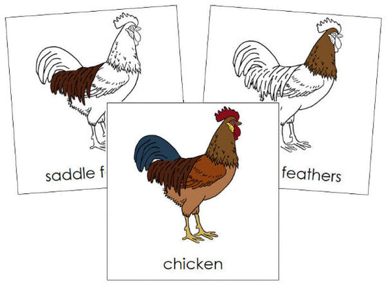 Parts of a Chicken Nomenclature Cards - Montessori Print Shop Digital Download