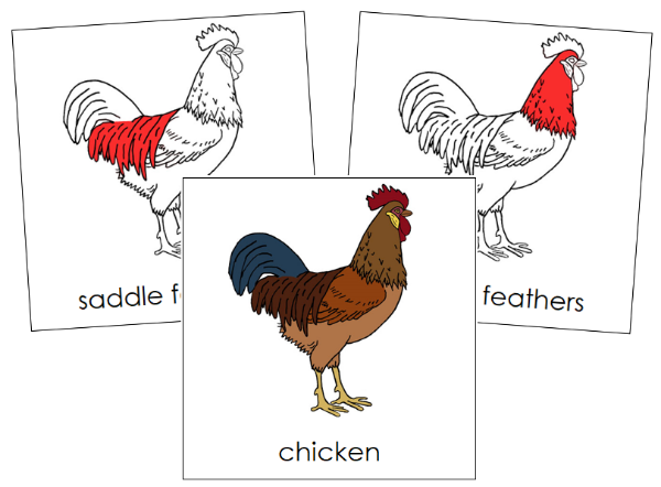 Parts of a Chicken Nomenclature Cards (red) - Montessori Print Shop Digital Download