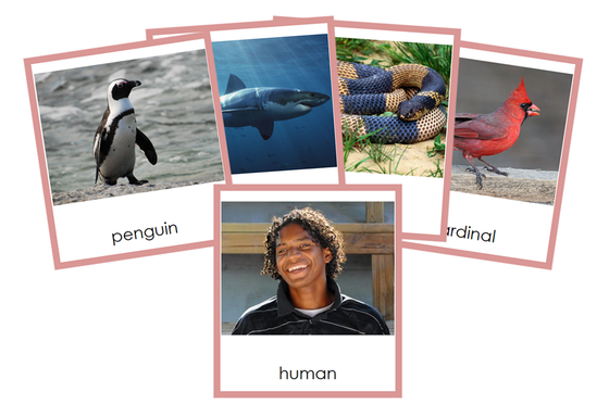 Types of Chordata Cards  (Animal Kingdom) - Montessori Print Shop Digital Download