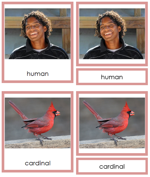 8 types of Chordata (Animal Kingdom) - Montessori Print Shop Digital Download