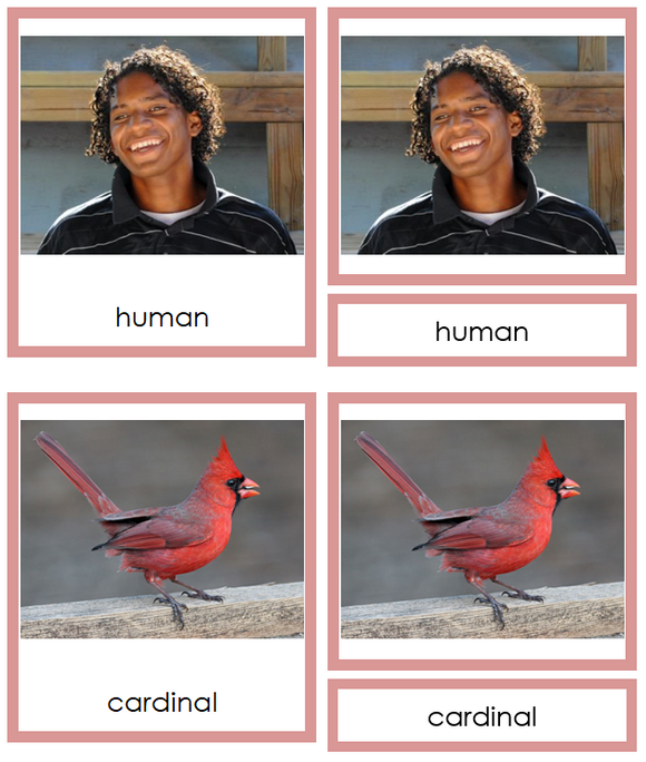 Types of Chordata Cards  (Animal Kingdom) - Montessori Print Shop Digital Download