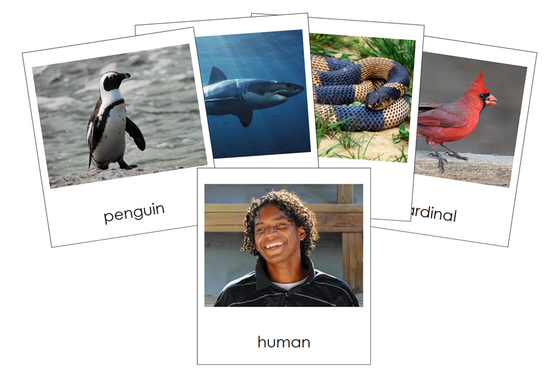 Types of Chordata Cards  (Animal Kingdom) - Montessori Print Shop Digital Download