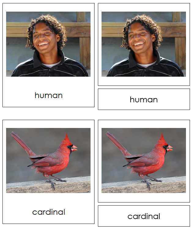8 types of Chordata (Animal Kingdom) - Montessori Print Shop Digital Download