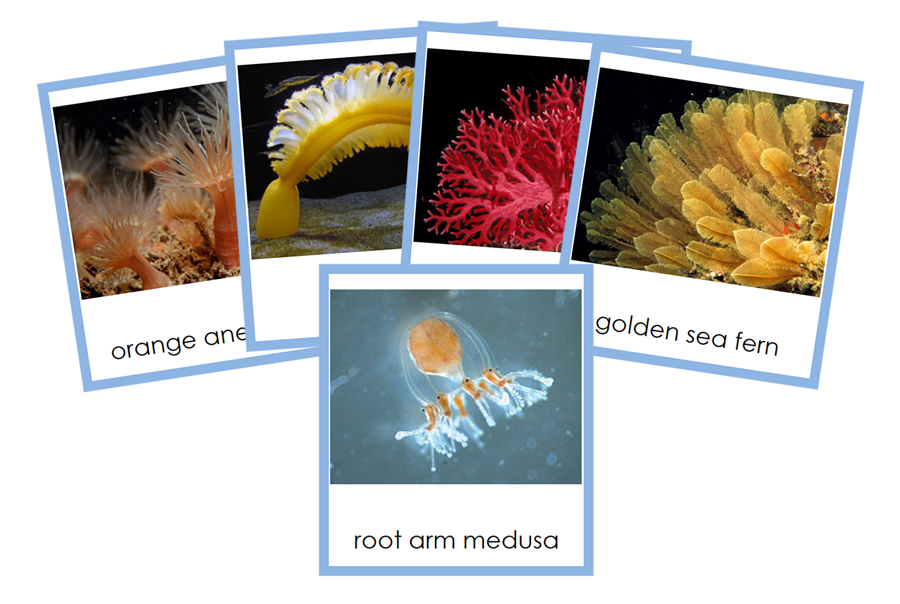 Types of Cnidaria Cards (Animal Kingdom) - Montessori Print Shop Digital Download