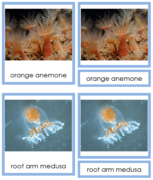 8 types of Cnidaria (Animal Kingdom) - Montessori Print Shop