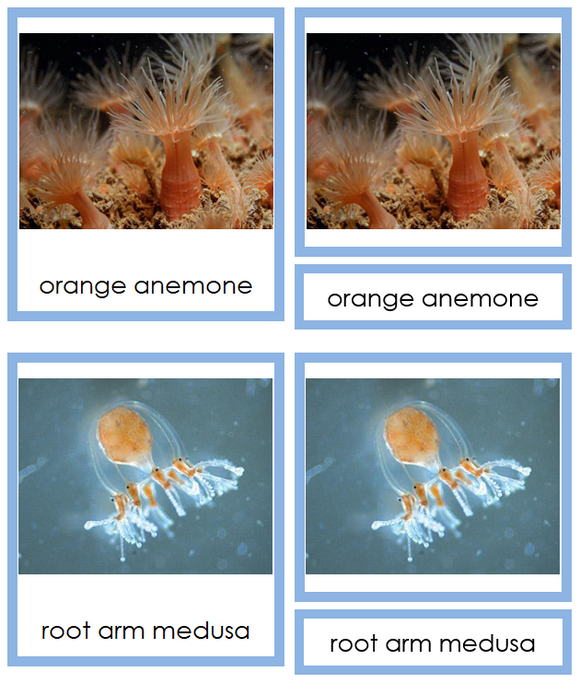 Types of Cnidaria Cards (Animal Kingdom) - Montessori Print Shop Digital Download