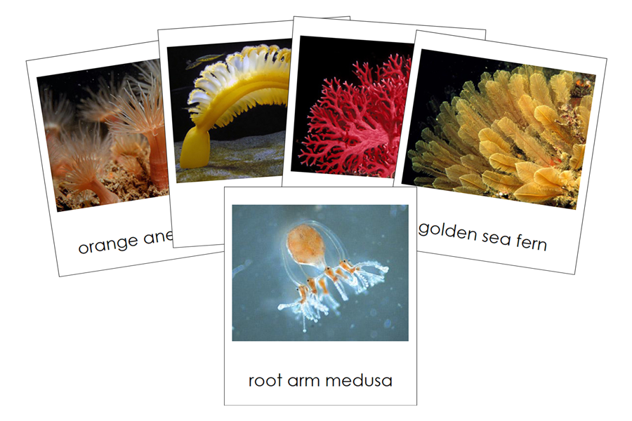 Types of Cnidaria (Animal Kingdom) - Montessori Print Shop Digital Download