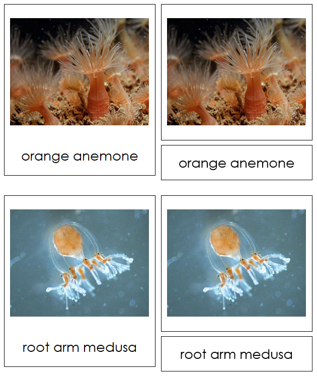8 types of Cnidaria (Animal Kingdom) - Montessori Print Shop Digital Download