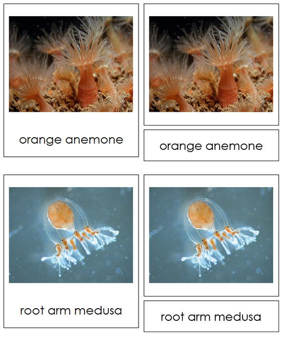 Types of Cnidaria (Animal Kingdom) - Montessori Print Shop Digital Download