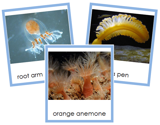 Phylum Cnidaria (color) - Montessori Print Shop