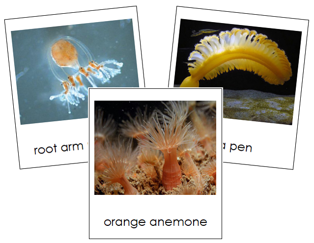 Phylum Cnidaria - Montessori Print Shop