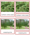 Coniferophyta Plants - Montessori Print Shop