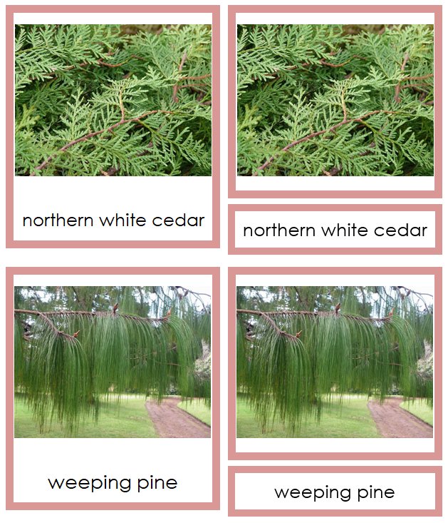 Coniferophyta Plants - Montessori Print Shop Digital Download