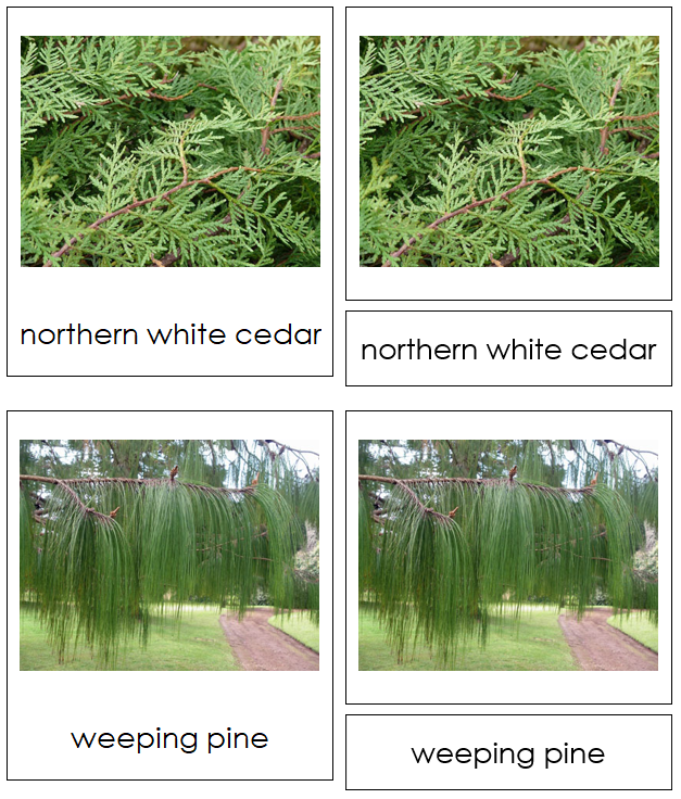 8 types of Coniferophyta (conifers) - Montessori Print Shop