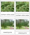 8 types of Coniferophyta (conifers) - Montessori Print Shop