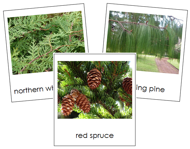 Division Coniferophyta - Montessori Plant Kingdom