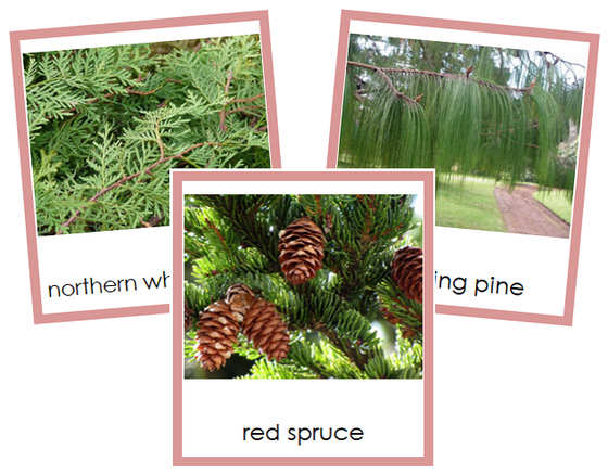 Division Coniferophyta - Montessori Plant Kingdom