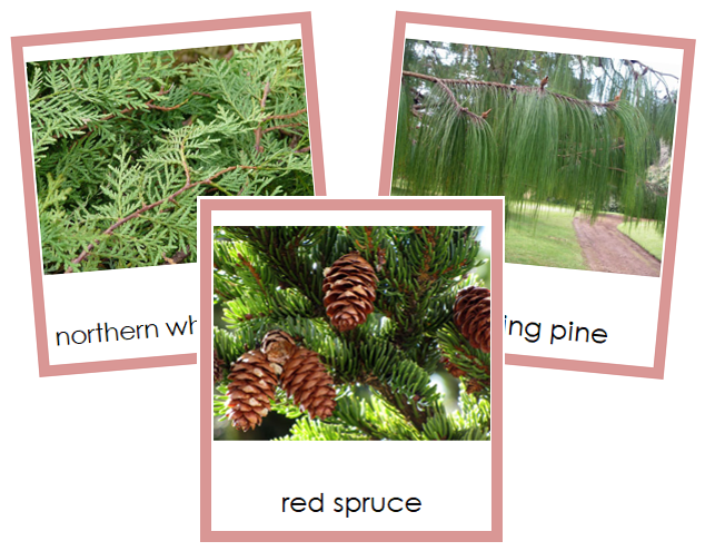 Division Coniferophyta - Montessori Plant Kingdom