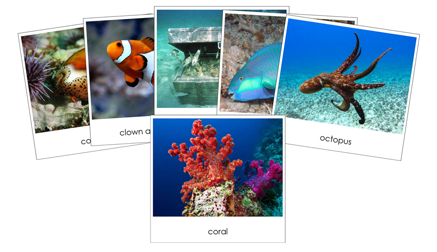 Coral Reef Safari Toob Cards - Montessori Print Shop Digital Download