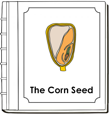 Corn Seed Nomenclature Book - Montessori Print Shop Digital Download