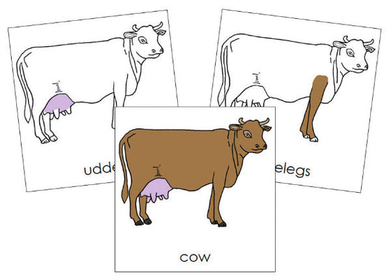 Parts of a Cow 3-Part Nomenclature Cards - Montessori Print Shop Digital Download