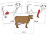 Cow Nomenclature Cards (red) - Montessori Print Shop