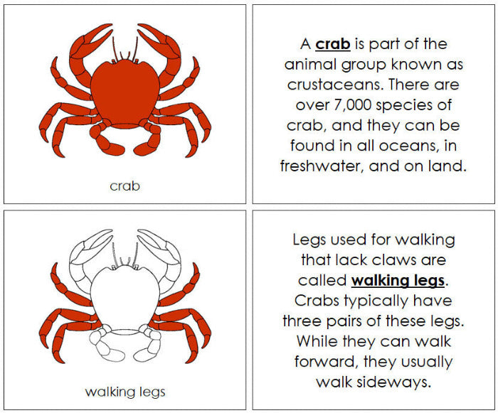 Parts of the Crab Nomenclature Book - Montessori Print Shop Digital Download 