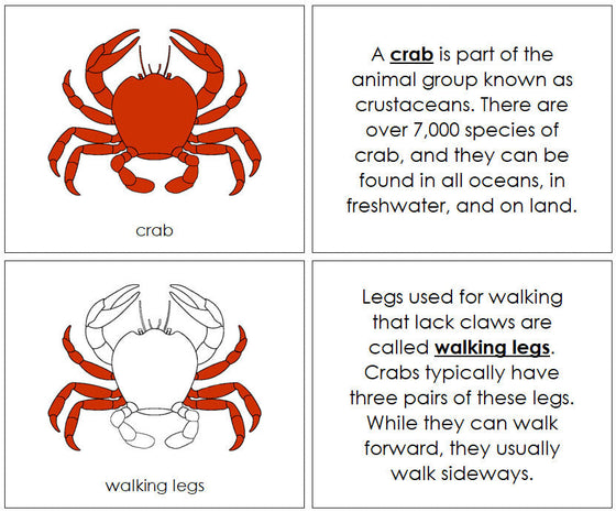 Parts of the Crab Nomenclature Book by Montessori Print Shop