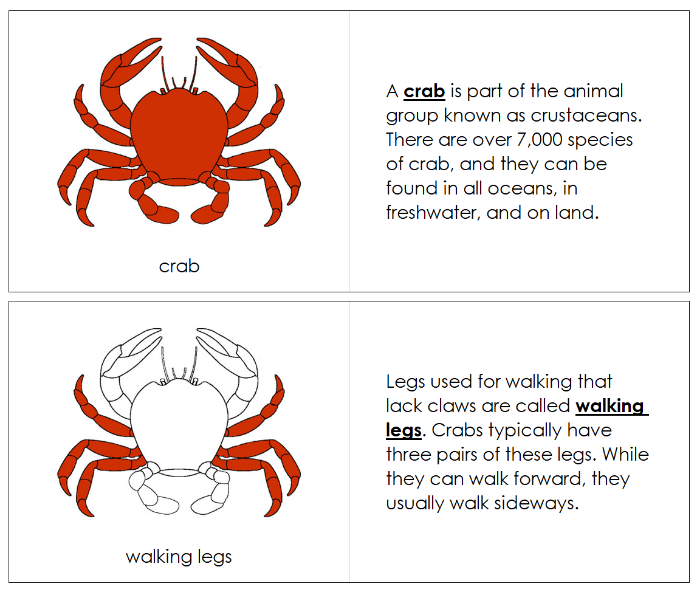 Parts of the Crab Nomenclature Book - Montessori Print Shop Digital Download 