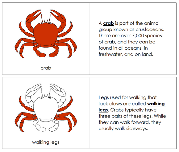 Parts of the Crab Nomenclature Book - Montessori Print Shop Digital Download 